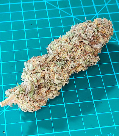 Сорт Bruce Banner # fem (AlphaFem Seeds) Сорт Bruce Banner # fem (AlphaFem Seeds) — изображение 4