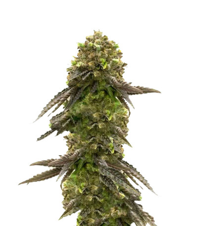 Сорт Bruce Banner # fem (AlphaFem Seeds) Сорт Bruce Banner # fem (AlphaFem Seeds)