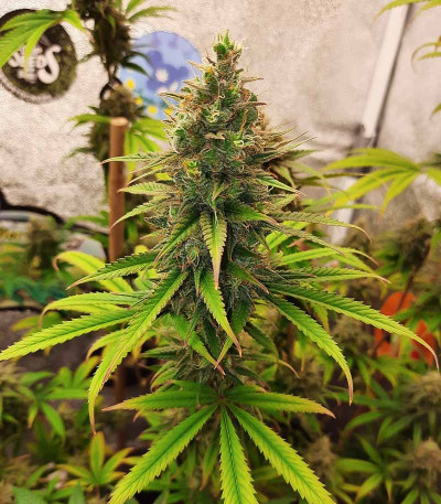 Сорт Bubble Gum Sherb fem (Blimburn Seeds) Сорт Bubble Gum Sherb fem (Blimburn Seeds) — изображение 3