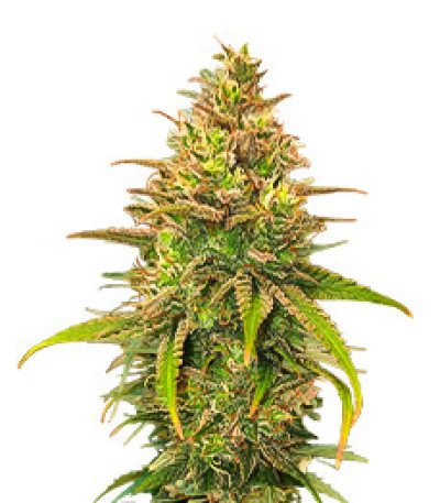Сорт Bubble Gum Sherb fem (Blimburn Seeds) Сорт Bubble Gum Sherb fem (Blimburn Seeds)