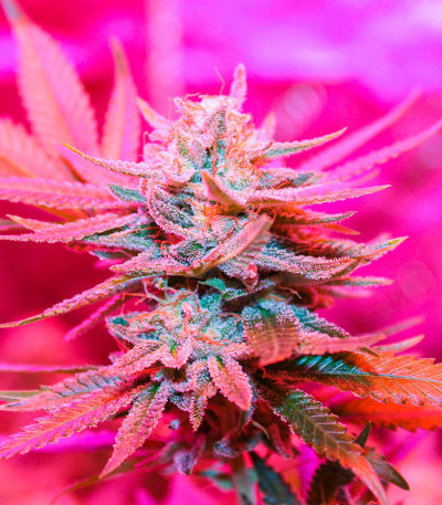 Сорт Different Gorilla (Different GG#4) fem (AlphaFem Seeds) Сорт Different Gorilla (Different GG#4) fem (AlphaFem Seeds) — изображение 3