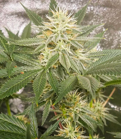 Сорт Different Gorilla (Different GG#4) fem (AlphaFem Seeds) Сорт Different Gorilla (Different GG#4) fem (AlphaFem Seeds) — изображение 4