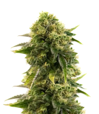 Сорт Different Gorilla (Different GG#4) fem (AlphaFem Seeds) Сорт Different Gorilla (Different GG#4) fem (AlphaFem Seeds)