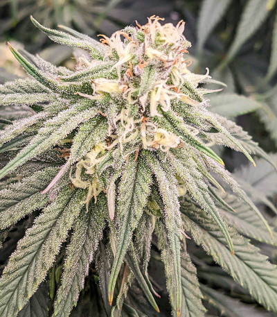 Сорт Dozy Cookies fem (AlphaFem Seeds) Сорт Dozy Cookies fem (AlphaFem Seeds) — изображение 4