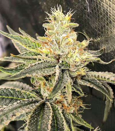 Сорт Dozy Cookies fem (AlphaFem Seeds) Сорт Dozy Cookies fem (AlphaFem Seeds) — изображение 5