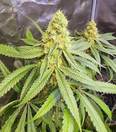 Сорт Dozy Sith fem (AlphaFem Seeds) Сорт Dozy Sith fem (AlphaFem Seeds) — изображение 3