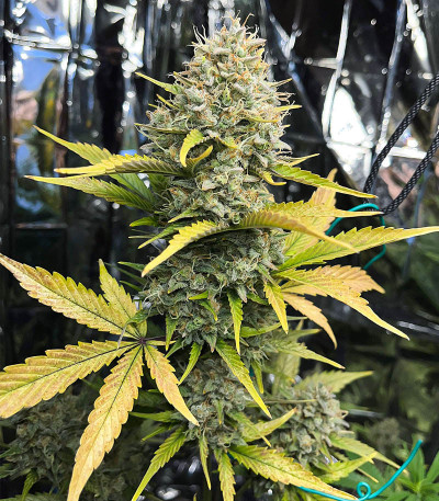 Сорт Dozy Sith fem (AlphaFem Seeds) Сорт Dozy Sith fem (AlphaFem Seeds) — изображение 4