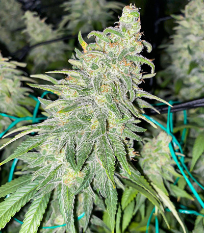 Сорт Dozy Whale fem (AlphaFem Seeds) Сорт Dozy Whale fem (AlphaFem Seeds) — изображение 5