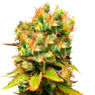 Сорт Honeybells CBD fem (Delicious Seeds) Сорт Honeybells CBD fem (Delicious Seeds)