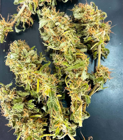 Сорт Jealousy fem (Original Sensible Seeds) Сорт Jealousy fem (Original Sensible Seeds) — изображение 5