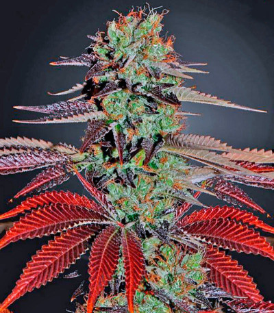 Сорт King’s Kush fem (GHS) — изображение 3