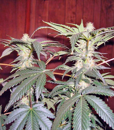 Сорт King’s Kush fem (GHS) — изображение 4