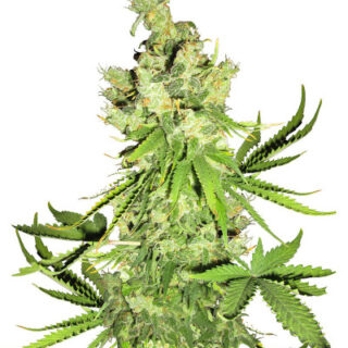 Сорт Critical Amnesia fem (AlphaFem Seeds) Сорт Lemon OG fem (AlphaFem Seeds)