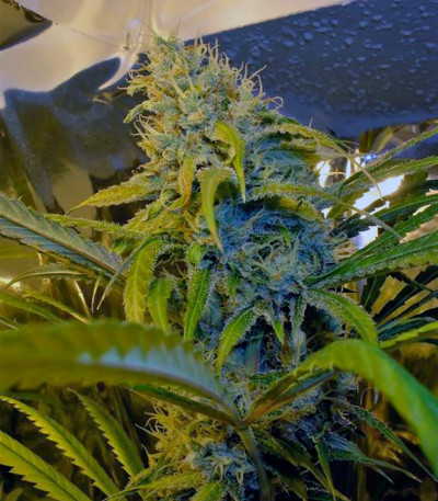 Сорт Lemon Skunk fem (GHS) Сорт Lemon Skunk fem (GHS) — изображение 3
