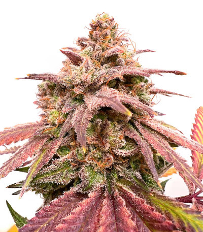 Сорт Persian Pie fem (GHS) Сорт Persian Pie fem (GHS)