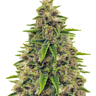 Сорт Totally Alpha OG fem (AlphaFem Seeds) Сорт Totally Alpha OG fem (AlphaFem Seeds)