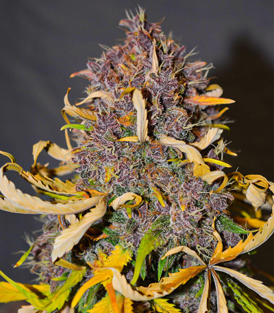 Сорт Tropicana Cookies Auto fem (FastBuds) Сорт Tropicana Cookies Auto fem (FastBuds) — изображение 5