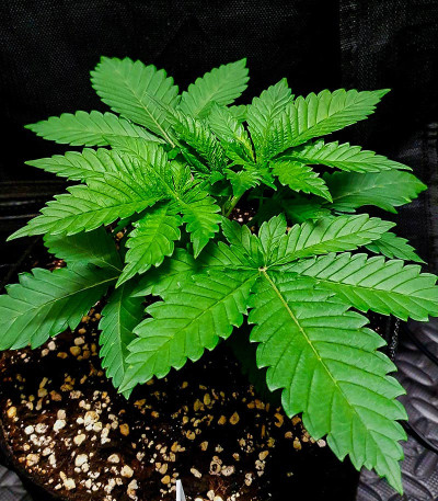 Сорт Wedding Cheesecake FF fem (FastBuds) Сорт Wedding Cheesecake FF fem (FastBuds) — изображение 7