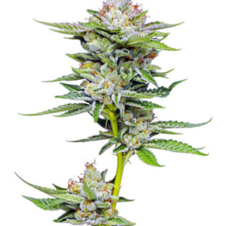 Сорт Durban Poison Auto fem (Humboldt Seed Company) Сорт Durban Poison Auto fem (Humboldt Seed Company)