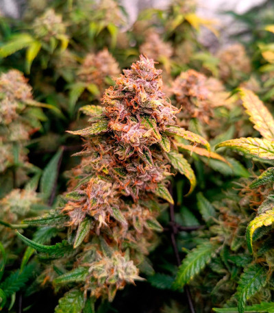 Сорт Jelly Donutz Auto fem (Humboldt Seed Company) Сорт Jelly Donutz Auto fem (Humboldt Seed Company) — изображение 4