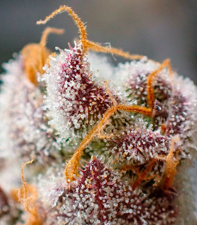 Сорт Jelly Donutz Auto fem (Humboldt Seed Company) Сорт Jelly Donutz Auto fem (Humboldt Seed Company) — изображение 5