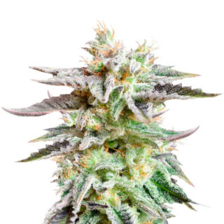 Сорт Sugar Black Rose fem (Delicious Seeds) Сорт Sugar Black Rose fem (Delicious Seeds)