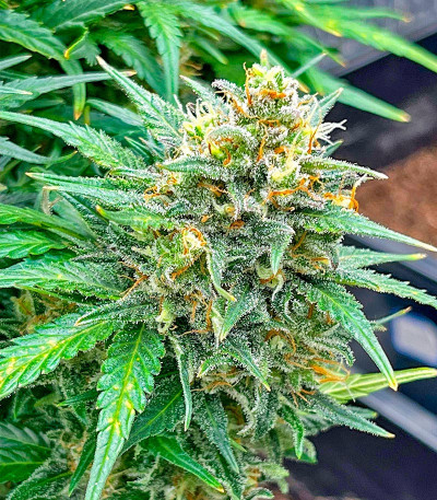 Сорт Strawberry Cheesecake Auto fem (Humboldt Seed Company) Сорт Strawberry Cheesecake Auto fem (Humboldt Seed Company) — изображение 3