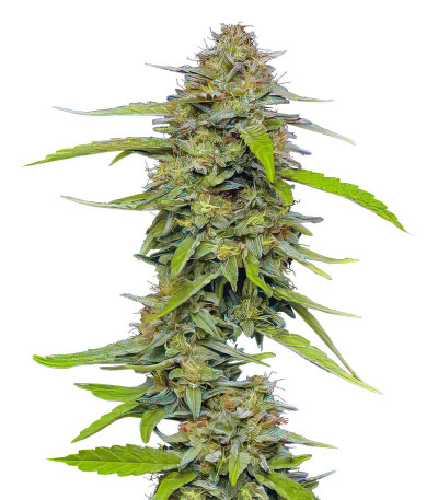 Сорт Strawberry Cheesecake Auto fem (Humboldt Seed Company) Сорт Strawberry Cheesecake Auto fem (Humboldt Seed Company)