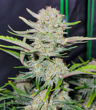 Сорт Apricot Auto fem (FastBuds) Сорт Apricot Auto fem (FastBuds) — изображение 4
