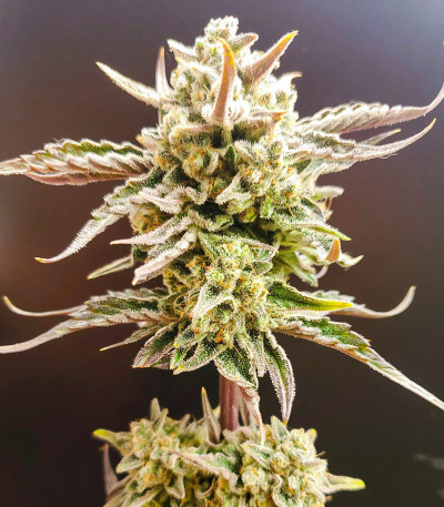 Сорт Apricot Auto fem (FastBuds) Сорт Apricot Auto fem (FastBuds) — изображение 5