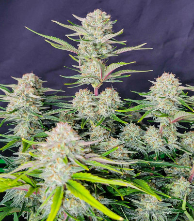 Сорт Apricot Auto fem (FastBuds) Сорт Apricot Auto fem (FastBuds) — изображение 6