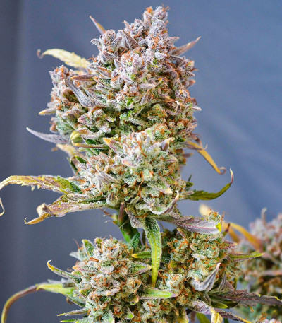 Сорт Apricot Auto fem (FastBuds) Сорт Apricot Auto fem (FastBuds) — изображение 3