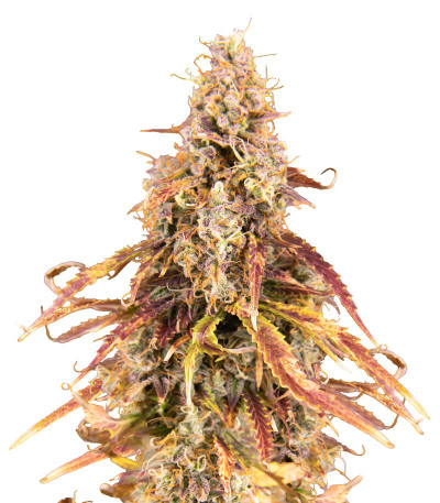 Сорт Apricot Auto fem (FastBuds) Сорт Apricot Auto fem (FastBuds)