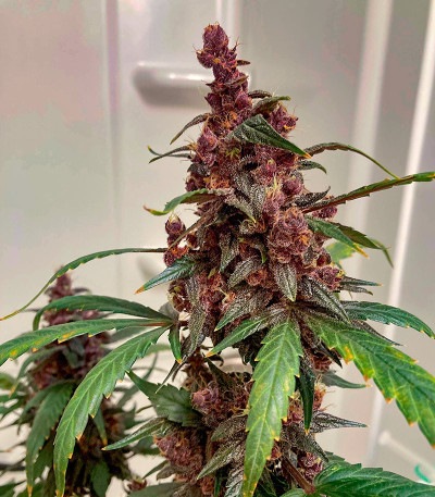 Сорт Blackberry Moonrocks Auto fem (AlphaFem Seeds) Сорт Blackberry Moonrocks Auto fem (AlphaFem Seeds) — изображение 3