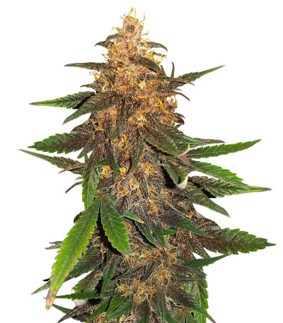 Сорт Blackberry Moonrocks Auto fem (AlphaFem Seeds) Сорт Blackberry Moonrocks Auto fem (AlphaFem Seeds)