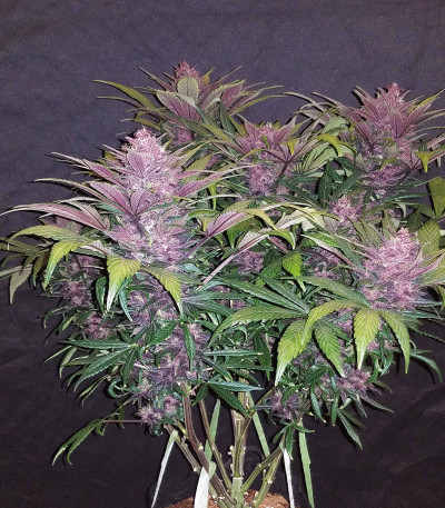 Сорт Blackberry auto fem (FastBuds) Сорт Blackberry auto fem (FastBuds) — изображение 5