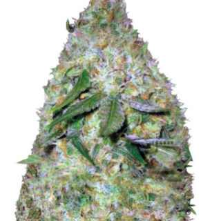 Сорт Chronic Monster XXL fem (Victory Seeds) Сорт Chronic Monster XXL fem (Victory Seeds)