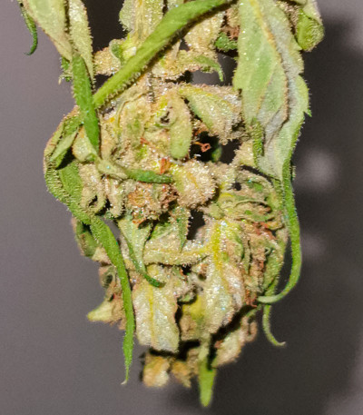 Сорт GMO Auto fem (Barney's Farm) Сорт GMO Auto fem (Barney's Farm) — изображение 3