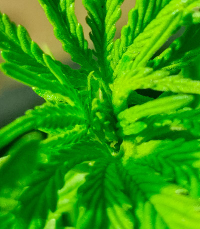 Сорт GMO Auto fem (Barney's Farm) Сорт GMO Auto fem (Barney's Farm) — изображение 4