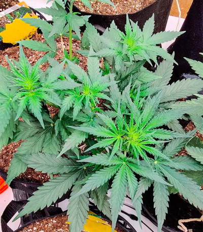 Сорт GMO Auto fem (Barney's Farm) Сорт GMO Auto fem (Barney's Farm) — изображение 7