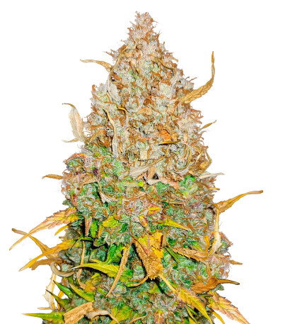Сорт GMO Auto fem (Barney's Farm) Сорт GMO Auto fem (Barney's Farm)