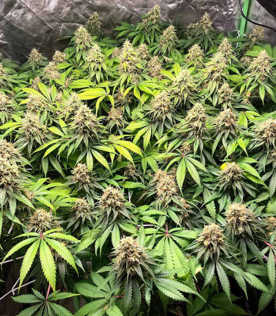 Сорт Ice Cream Cake fem (Barney's Farm) Сорт Ice Cream Cake fem (Barney's Farm) — изображение 6