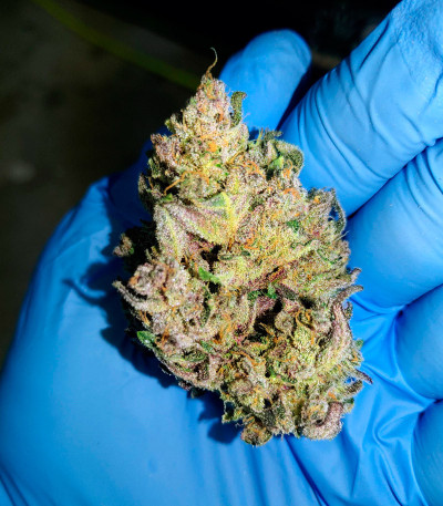 Сорт Wedding Glue Auto fem (FastBuds) Сорт Wedding Glue Auto fem (FastBuds) — изображение 5