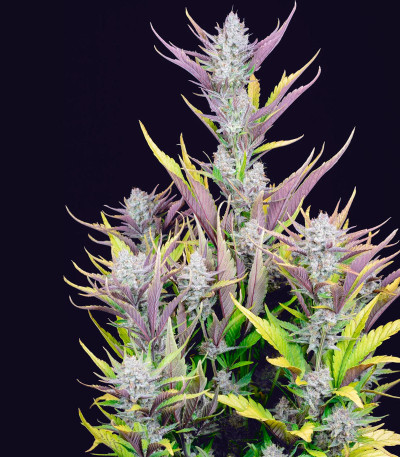 Сорт Wedding Glue Auto fem (FastBuds) Сорт Wedding Glue Auto fem (FastBuds) — изображение 4