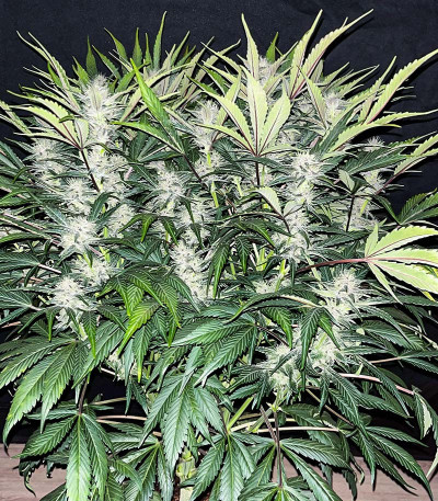 Сорт Cherry Cola Auto fem (FastBuds) Сорт Cherry Cola Auto fem (FastBuds) — изображение 4