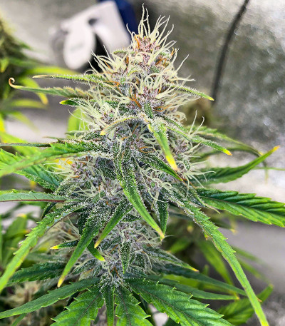Сорт Cherry Cola Auto fem (FastBuds) Сорт Cherry Cola Auto fem (FastBuds) — изображение 7