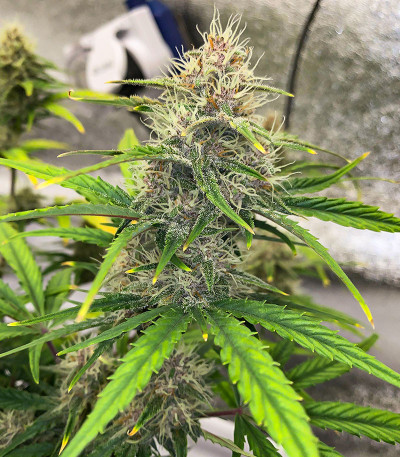 Сорт Cherry Cola Auto fem (FastBuds) Сорт Cherry Cola Auto fem (FastBuds) — изображение 8