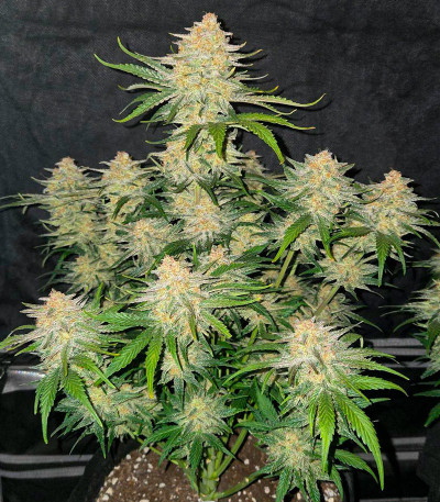 Сорт Frostbanger Auto fem (FastBuds) Сорт Frostbanger Auto fem (FastBuds) — изображение 5