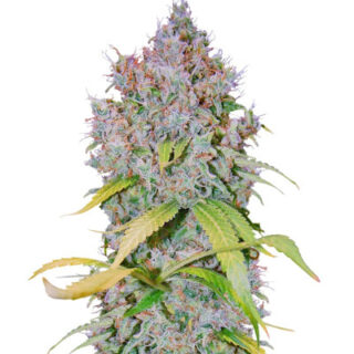Сорт Super Lemon Haze x GMO fem (GHS) Сорт Super Lemon Haze x GMO fem (GHS)
