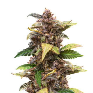 Сорт Auto Purple fem (Pyramid Seeds)